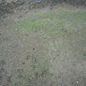 太陽光の芝うえのテストをしました　3のサムネイル