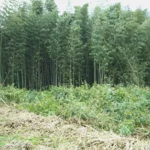 栃木県の案件　竹の伐採作業実施のサムネイル