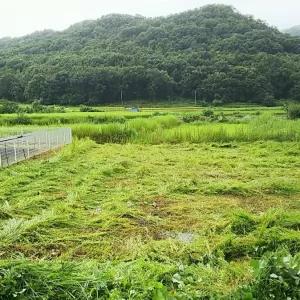 栃木県の案件　フェンス外の除草作業実施のサムネイル