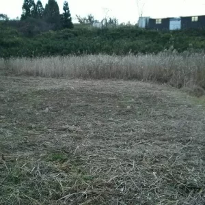 長野県の案件　除草・集積作業実施のサムネイル
