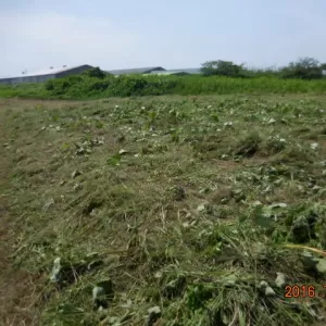 和歌山県の案件　除草作業実施のサムネイル